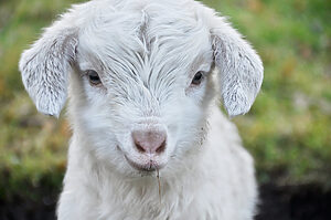 Willkommen im Tierpark Neukoelln